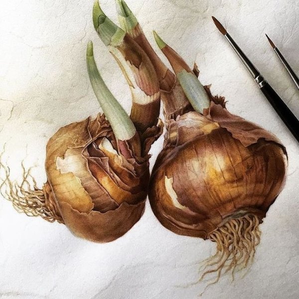 Современная Ботаническая живопись