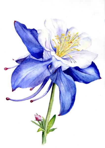 Ботаническая акварель Аквилегия