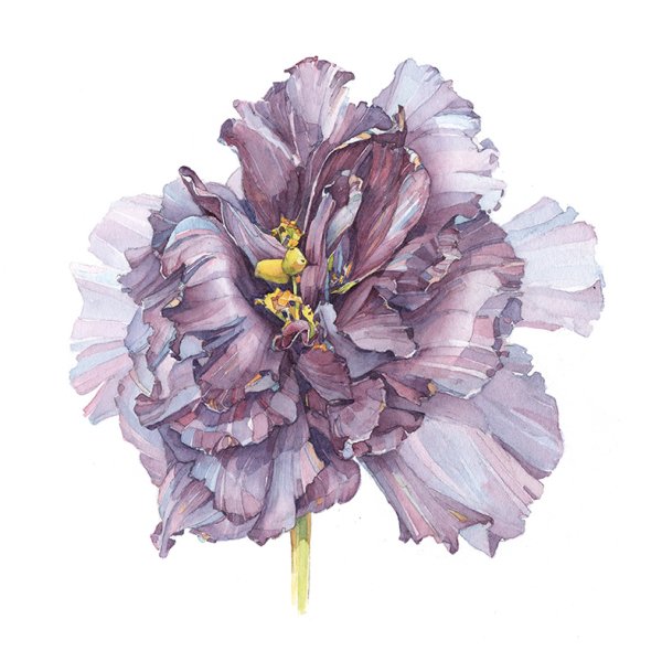 Ботаническая Акварельная живопись