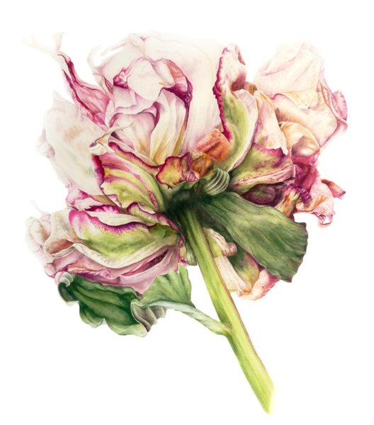 Художница Мари Берк