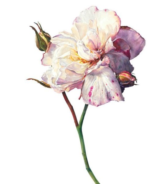 Рози Сандерс художник акварель