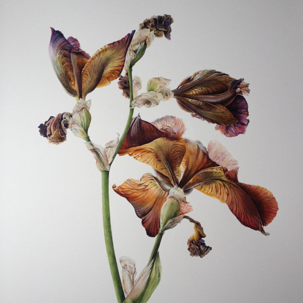 Ботаника акварелью