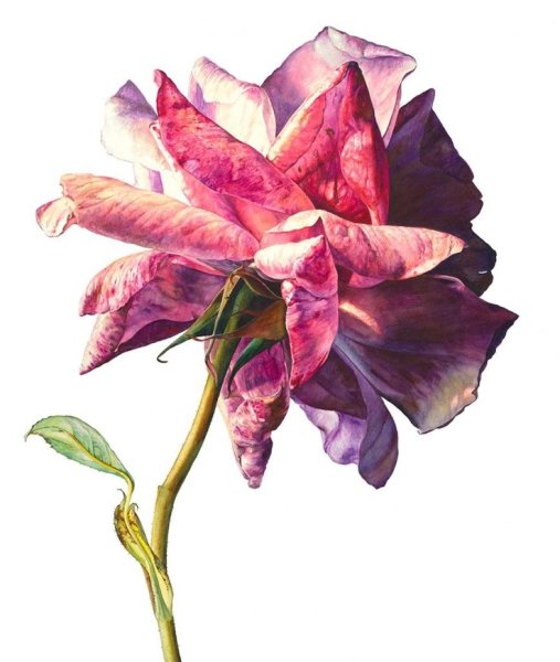 Рози Сандерс