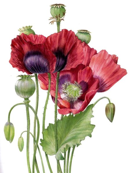 Ботаническая иллюстрация Билли Шоуэлл