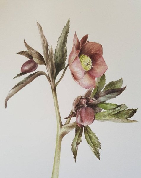 Морозник Ботаническая иллюстрация морозник