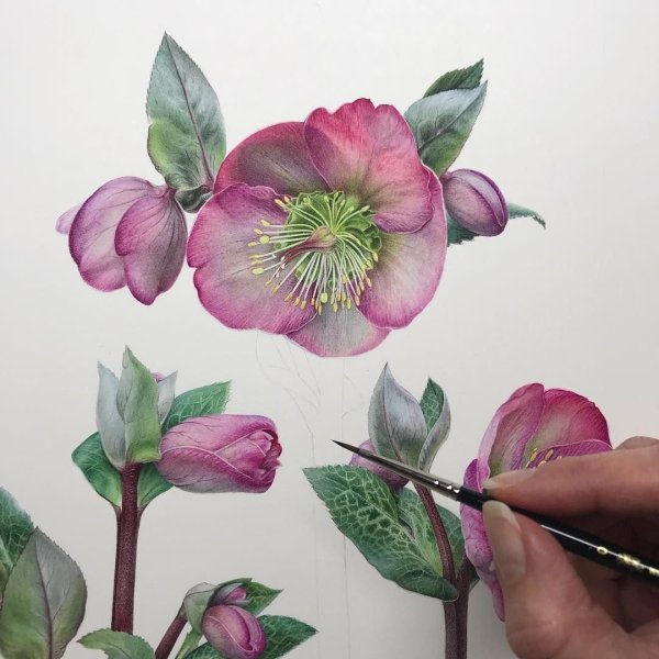 Lisa Gil Ботаническая живопись