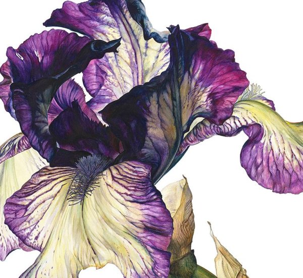 Ирисы Мари Берк