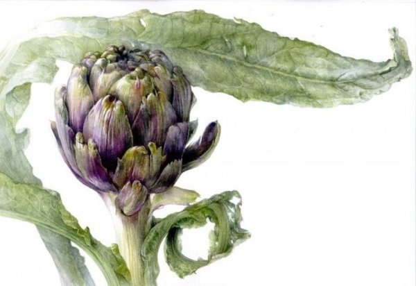 Элейн Сирл артишок