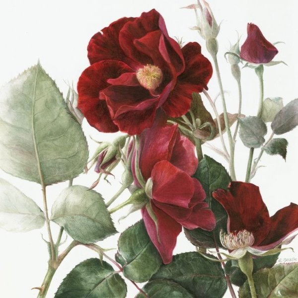 Ботанические иллюстрации Elaine Searle