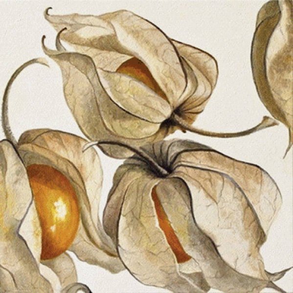 Ботаническая живопись акварелью физалис