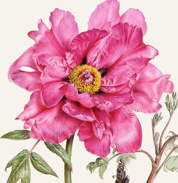 Ботаническая акварель цветы
