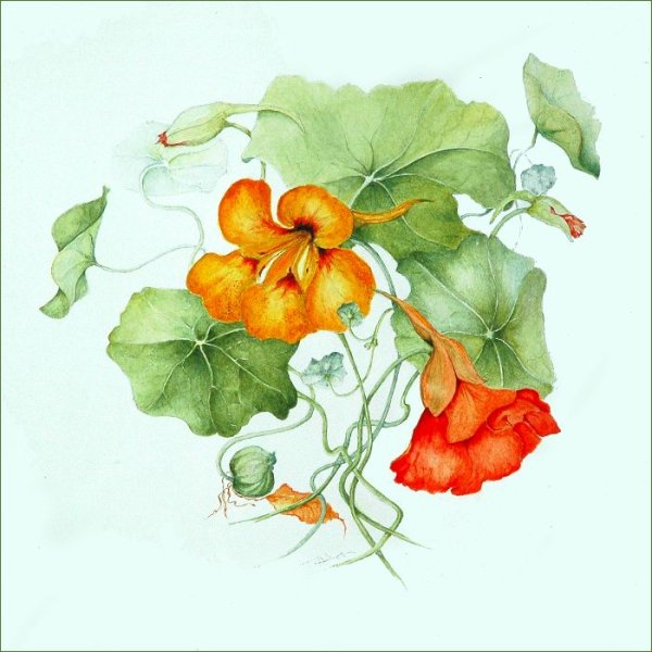 Настурция Ботаническая иллюстрация