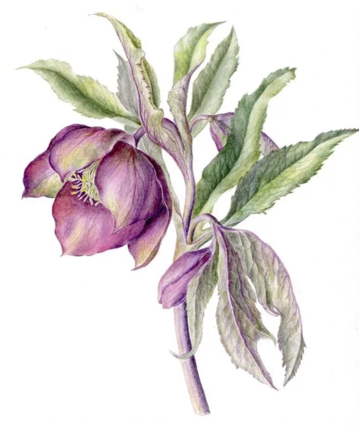 Морозник (Helleborus) Ботаническая иллюстрация