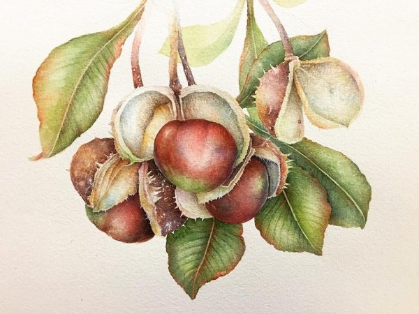 Каштаны Ботаническая живопись