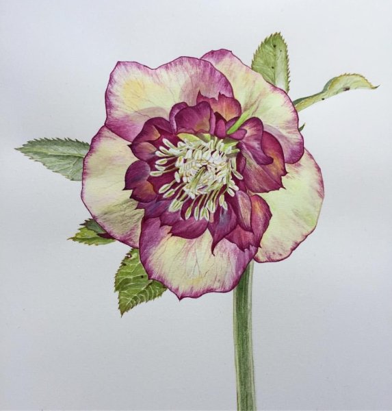 Ботаническая акварель Хелеборус