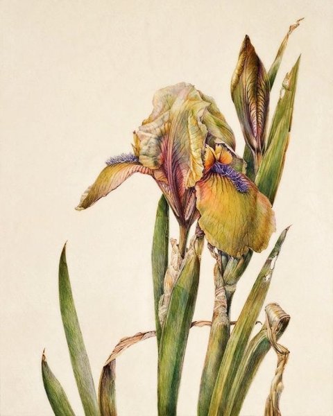 Ботанические иллюстрации Elaine Searle