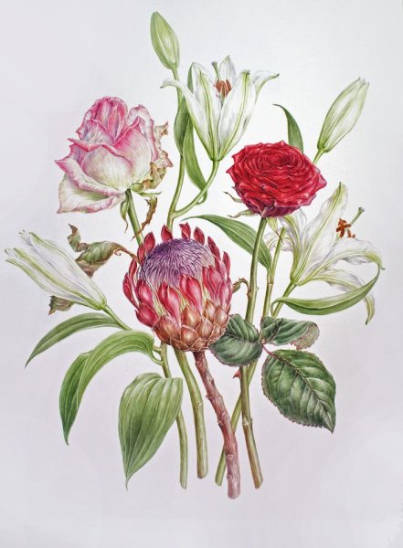 Ботанический атлас гортензия