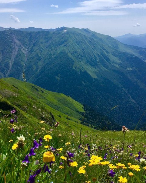 Красная Поляна Сочи горы рододендрон