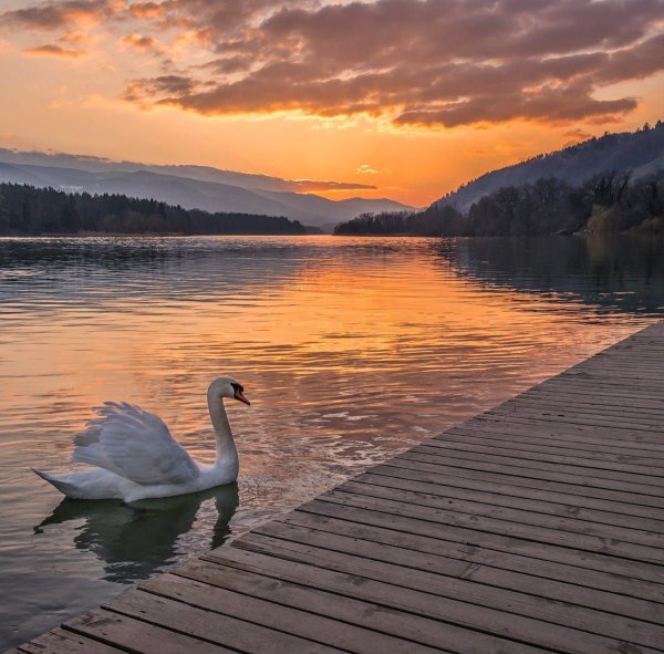 Лебедушка Лебединое озеро