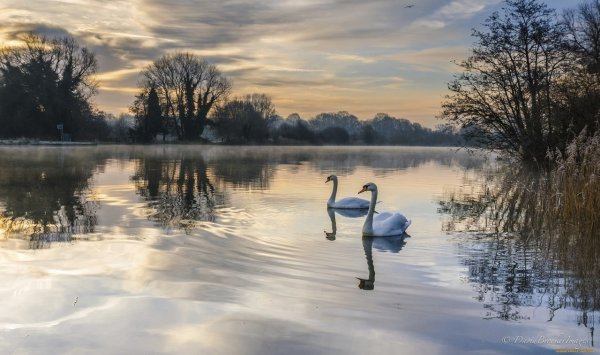 Лебединое озеро пейзаж