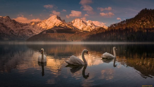 Озеро Грундльзе Австрия лебеди