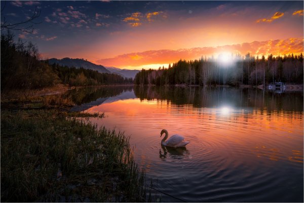 Лебеди на фоне природы