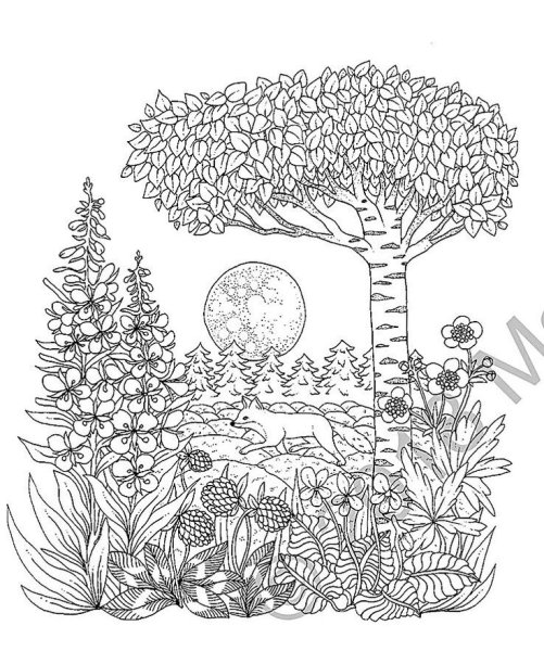 Раскраски для взрослых природа