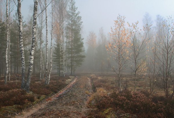 Природа поздняя осень