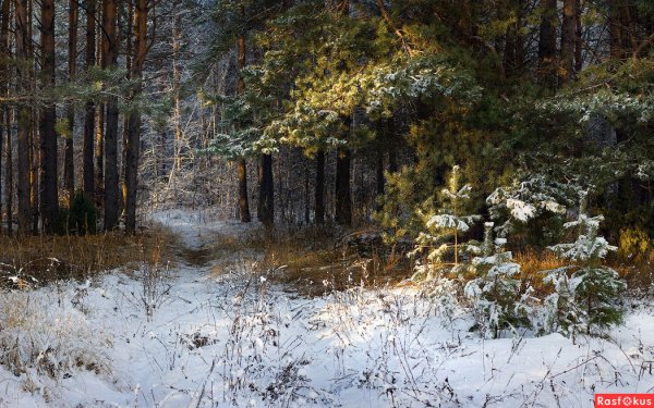 Дмитрий Алексеев фотохудожник