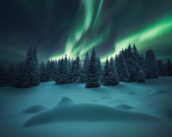 Ночной зимний лес