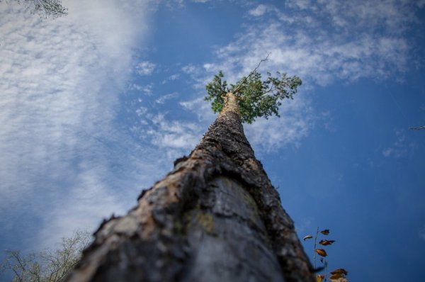 Интересный ракурс природы