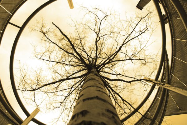 Деревья необычный ракурс