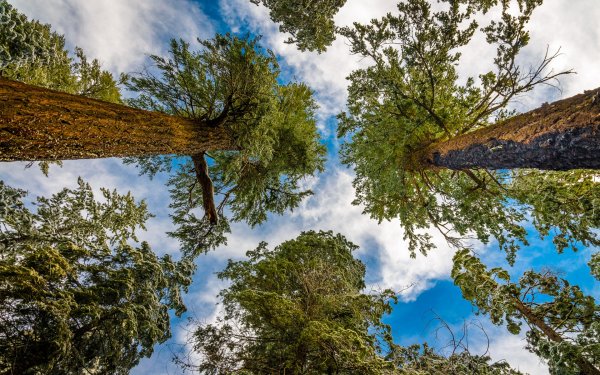 Сосновый лес снизу вверх