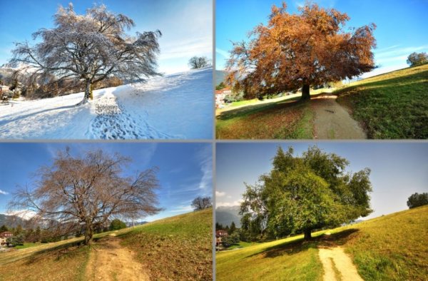 Времена года зима Весна лето осень