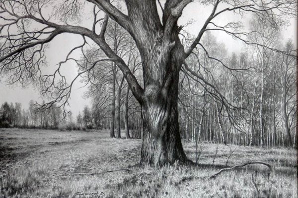 Пейзаж с деревьями карандашом