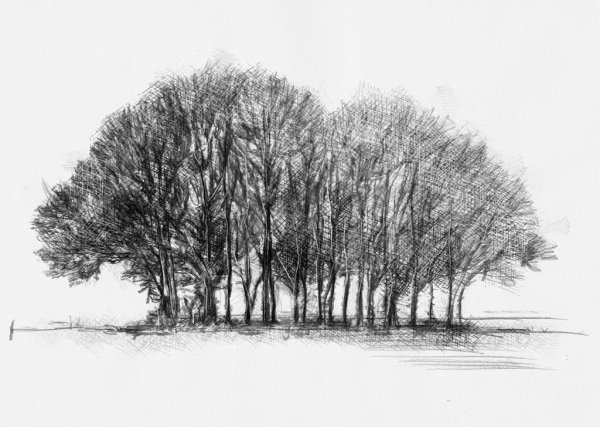 Зарисовки групп деревьев