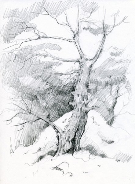 Дерево Графика пленэр