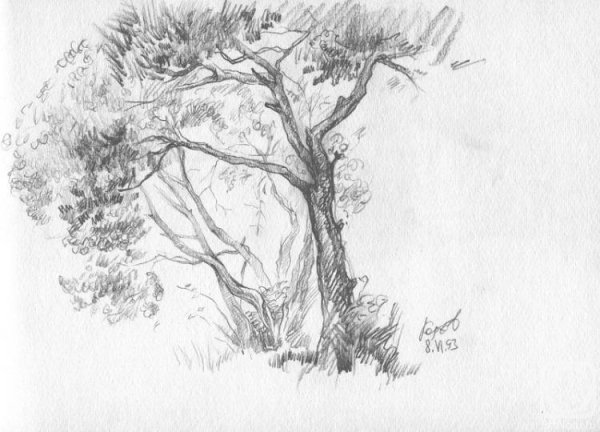 Наброски деревьев