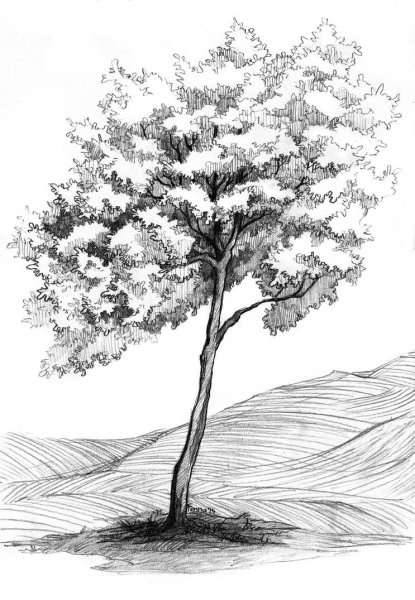 Дерево карандашом