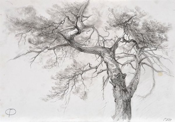 Дерево Академическая зарисовка