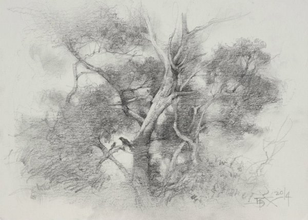 Дерево угольным карандашом