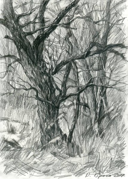 Зарисовки групп деревьев