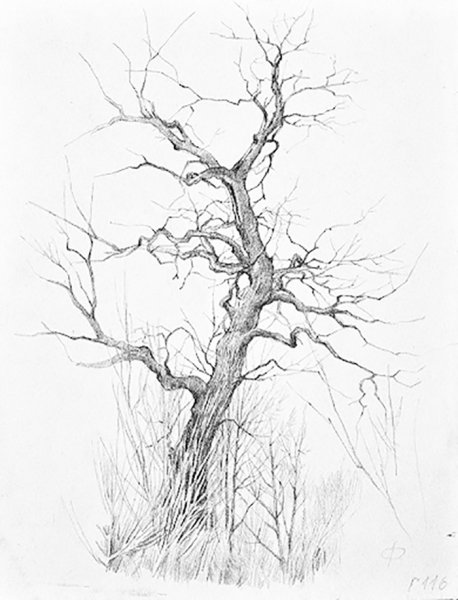 Наброски деревьев