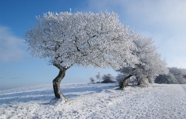 Заснеженные деревья