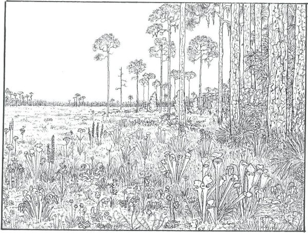 Сады. Раскраска