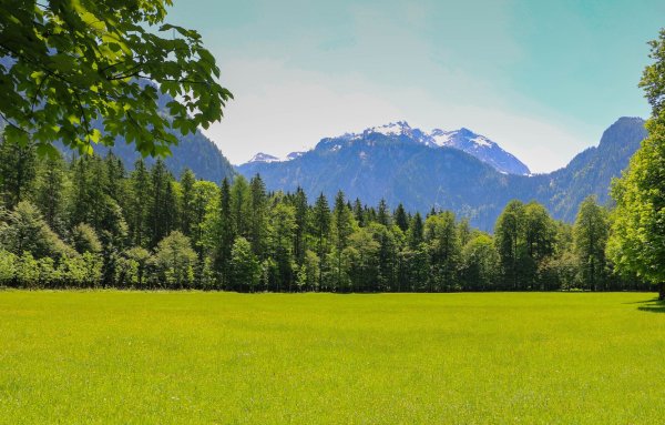 Поляна в лесу