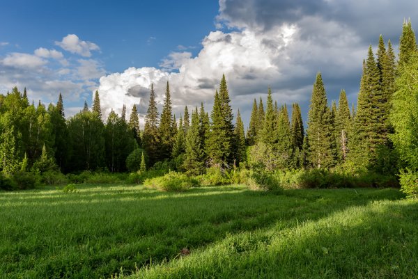 Панорама леса