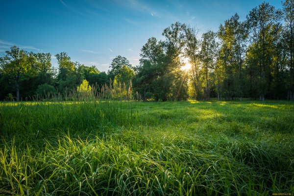 Трава в лесу