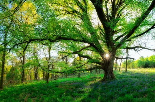 Поляна с деревьями