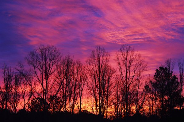 Розовый закат в лесу